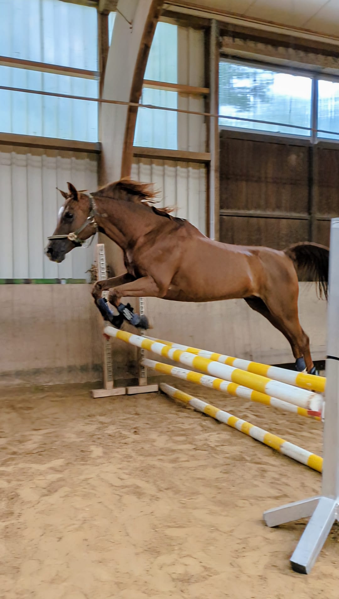 Freispringen 2024 Joe