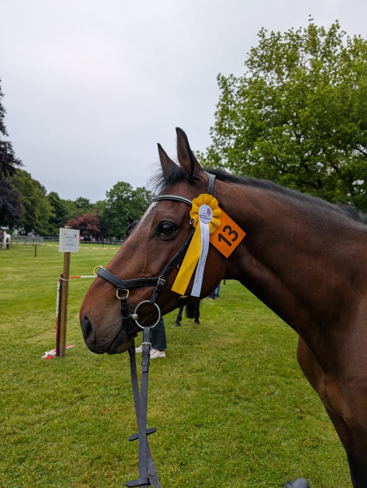 Pferdemarkt 2025_Prämierung Großpferde Dino